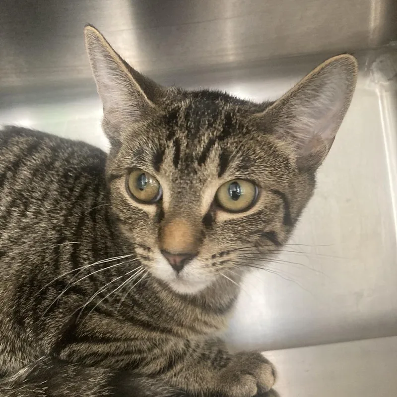 A baby small-sized female Brown / Chocolate Domestic Short Hair cat named Joy for adoption in Chicago, IL