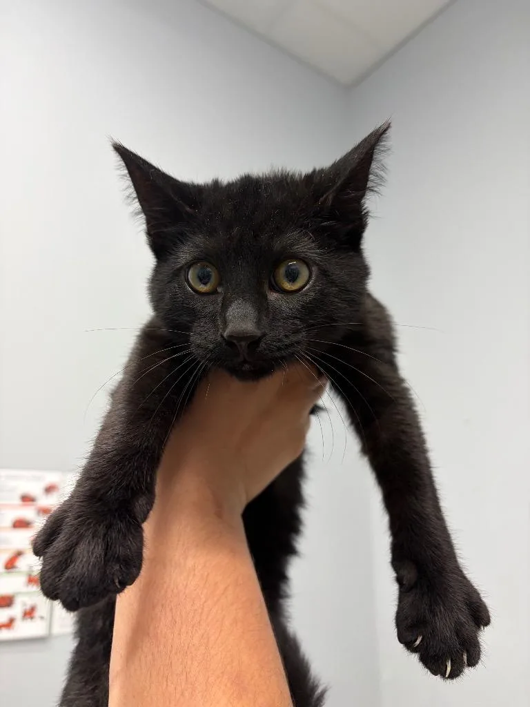 A baby medium-sized female Domestic Short Hair cat named Nevermore for adoption in Bloomington, IN