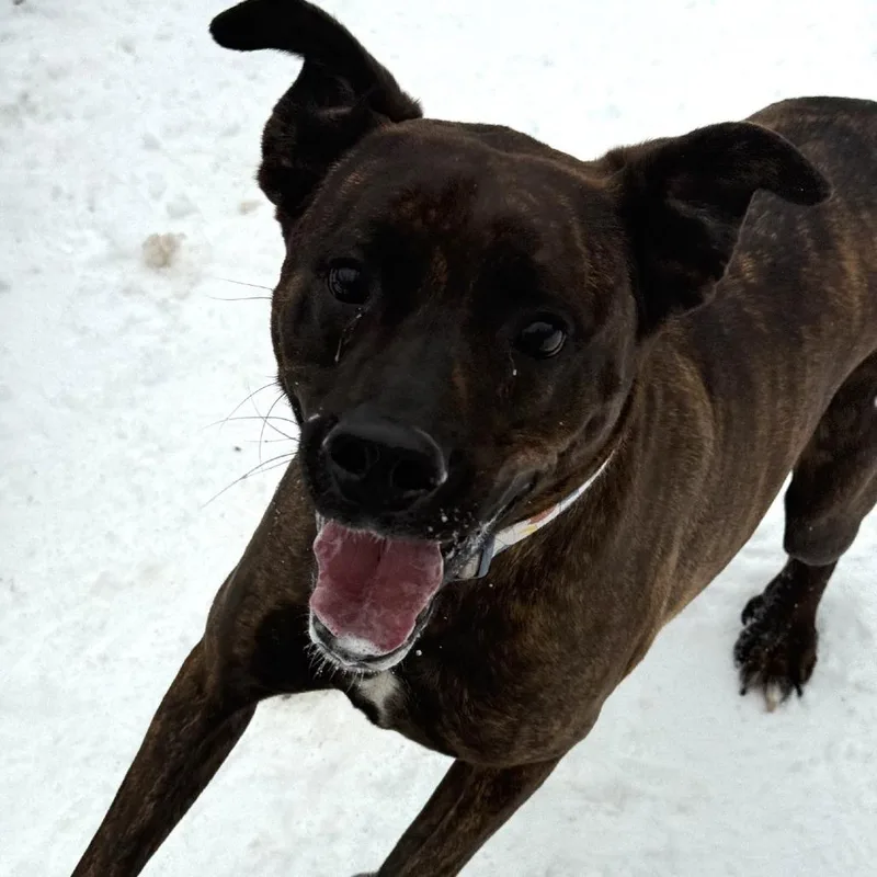 Tiramisu thumbnail 2