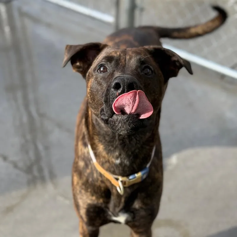 Tiramisu thumbnail 3