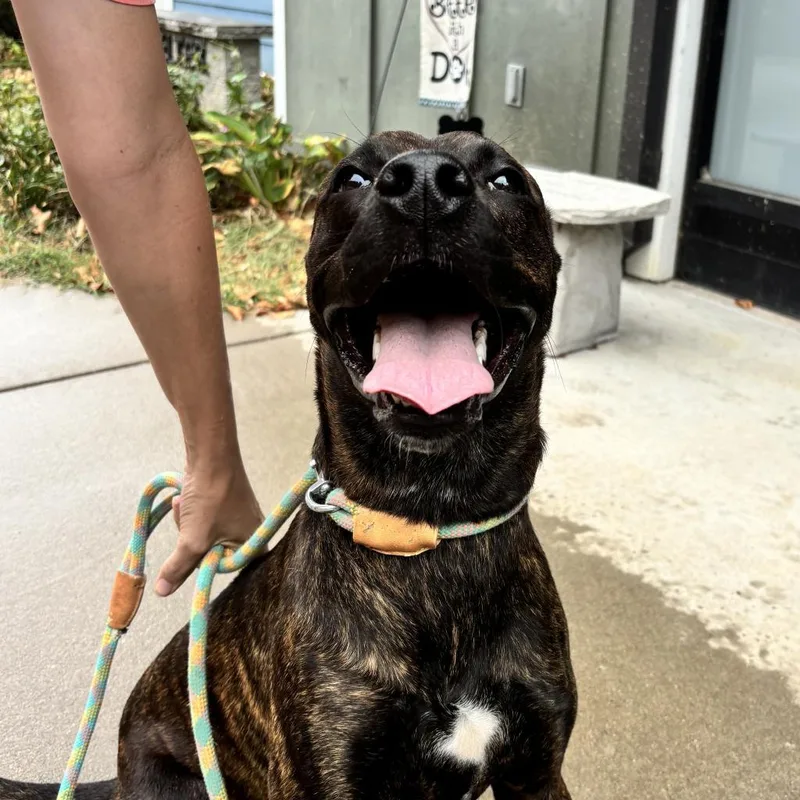 Tiramisu thumbnail 4