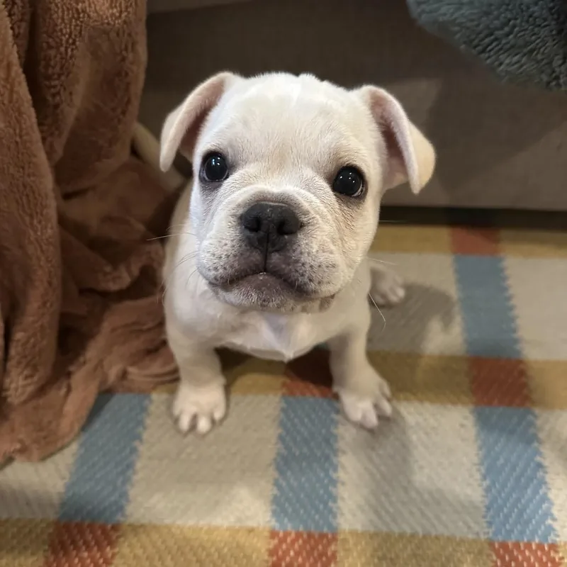 A baby small-sized male French Bulldog dog named Bosco for adoption in Point Richmond, CA