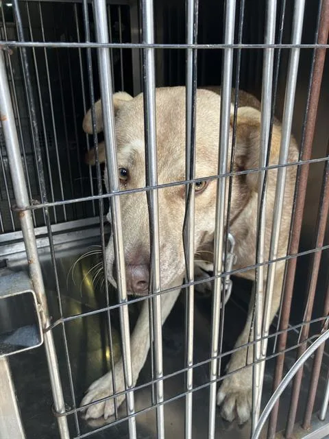 A young large-sized male Mixed Breed dog named Jack for adoption in Dallas, TX