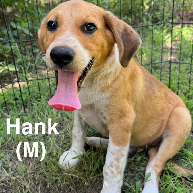 Hank