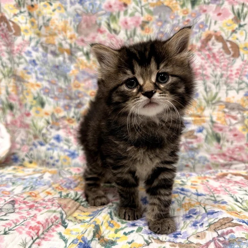 A baby small-sized female Brown / Chocolate Domestic Long Hair cat named Poppy for adoption in Delaware, OH