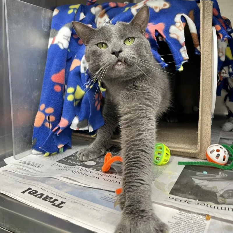 A senior large-sized male Gray / Blue / Silver Domestic Short Hair cat named Toothless for adoption in Chicago, IL