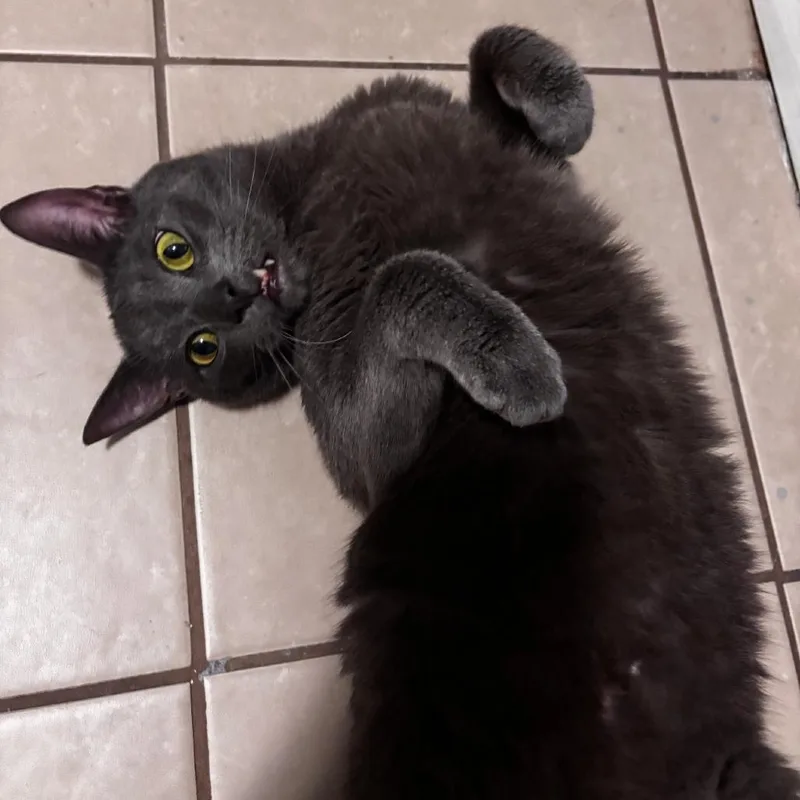 Toothless thumbnail 6
