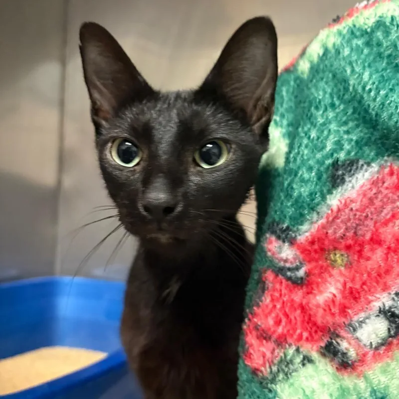 An adult medium-sized female Black Domestic Short Hair cat named Elvira for adoption in Morrisville, VT