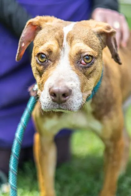 A young small-sized male Mixed Breed dog named Hypo for adoption in Chamblee, GA