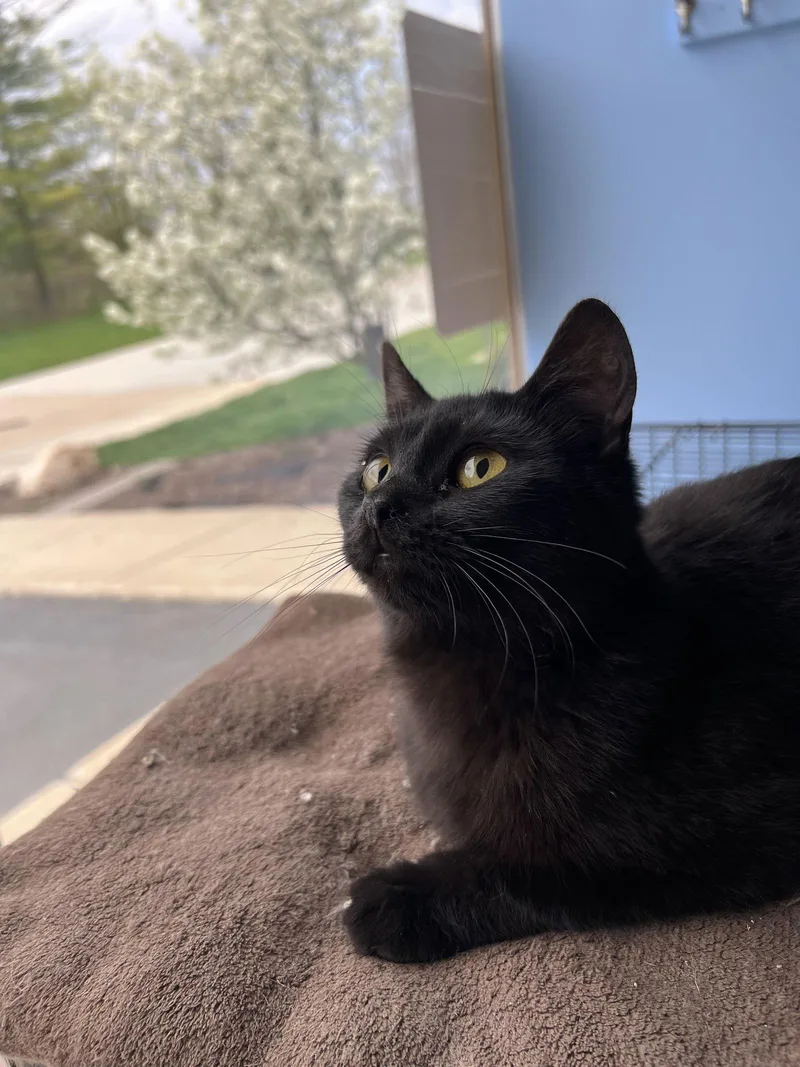 C Litter Poison Ivy thumbnail 2