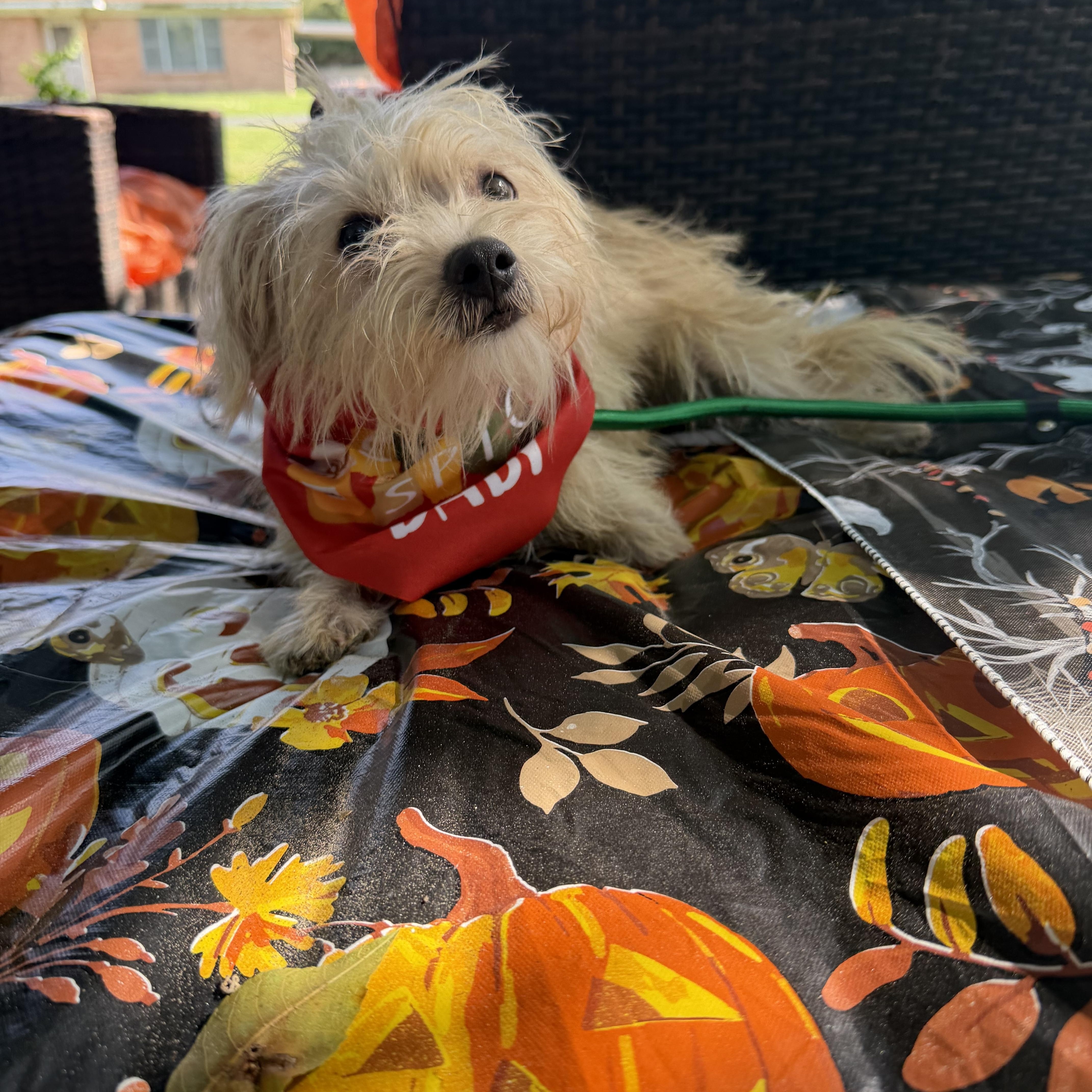 An adult small-sized female Schnoodle dog named Audrey for adoption in Louise, TX