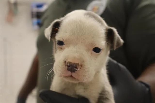 A baby small-sized female Mixed Breed dog named Blythe for adoption in Columbia, SC