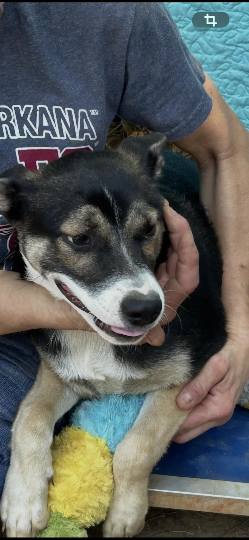 A young large-sized female Black German Shepherd Dog dog named Rehanna for adoption in Texarkana, TX