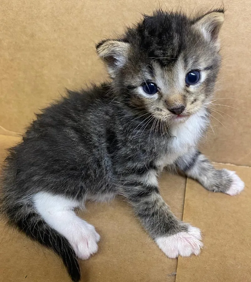 A baby large-sized male Domestic Short Hair cat named Harbor for adoption in Lockhart, TX
