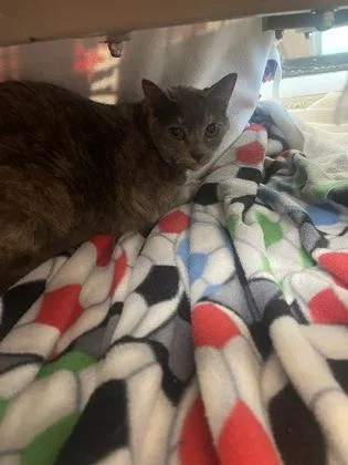 An adult small-sized female Domestic Short Hair cat named Penny for adoption in Westland, MI