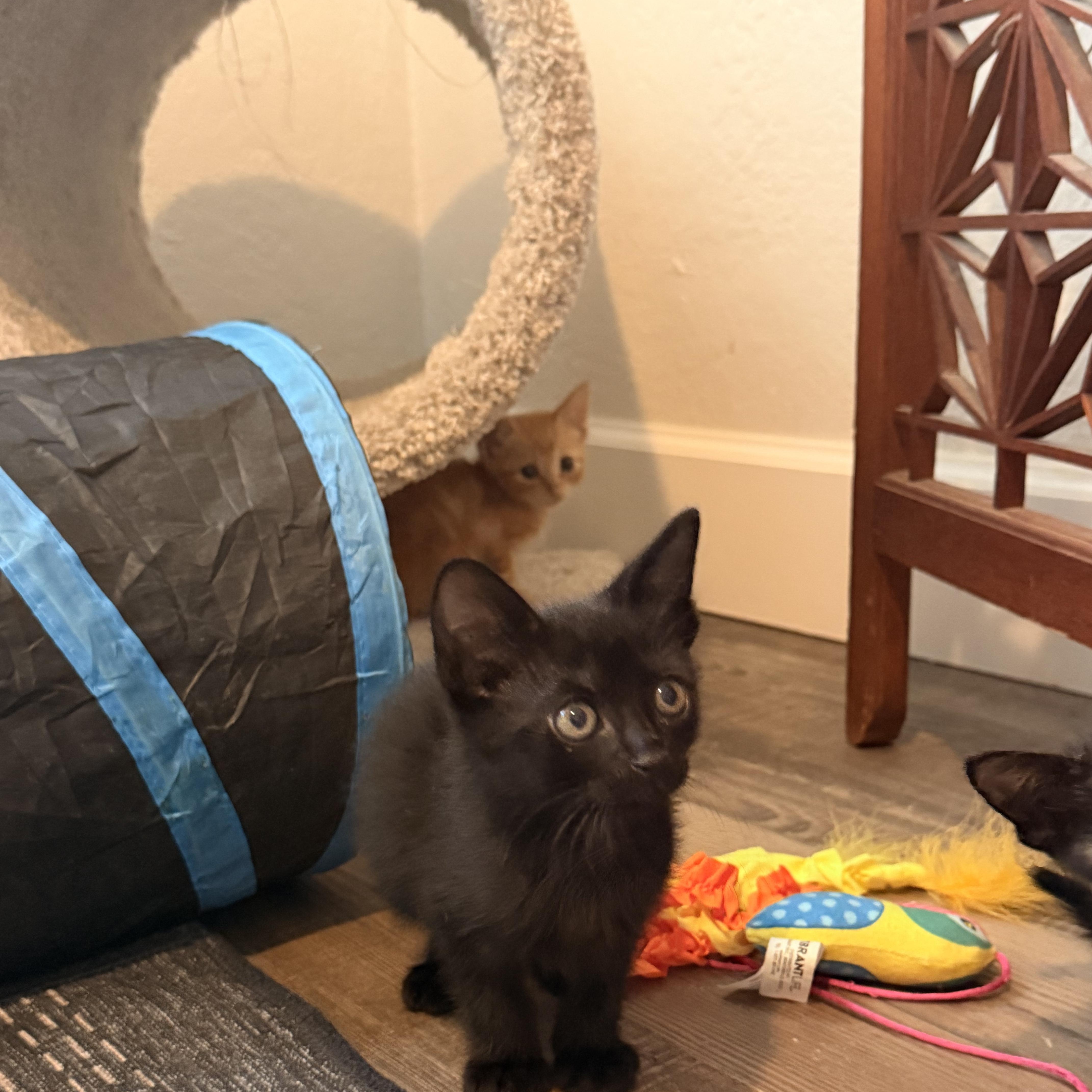 A baby medium-sized male Black Domestic Short Hair cat named Frank for adoption in Saint Pete Beach, FL