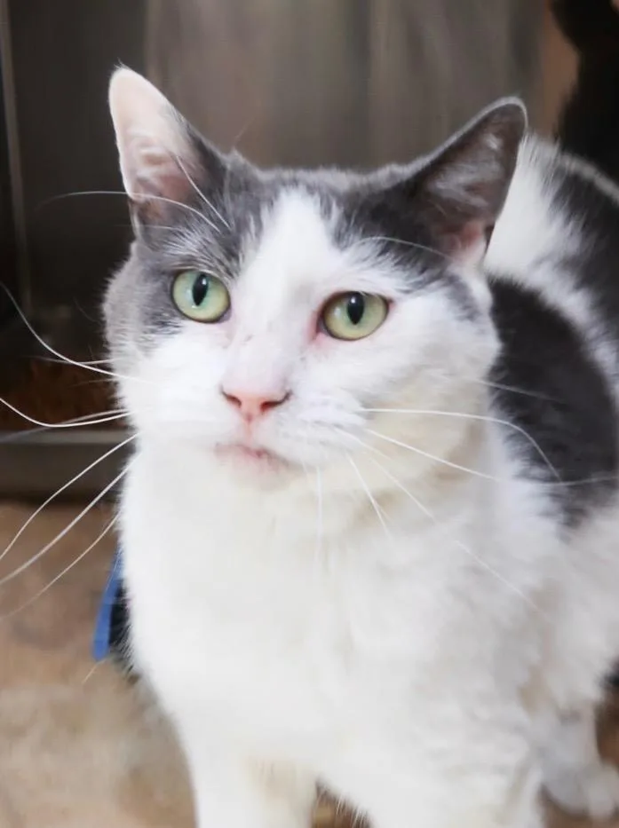 An adult medium-sized female Domestic Short Hair cat named Morganna for adoption in Menomonie, WI