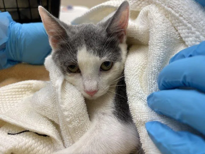 A baby small-sized female Gray / Blue / Silver Domestic Short Hair cat named Moondancer for adoption in Raleigh, NC