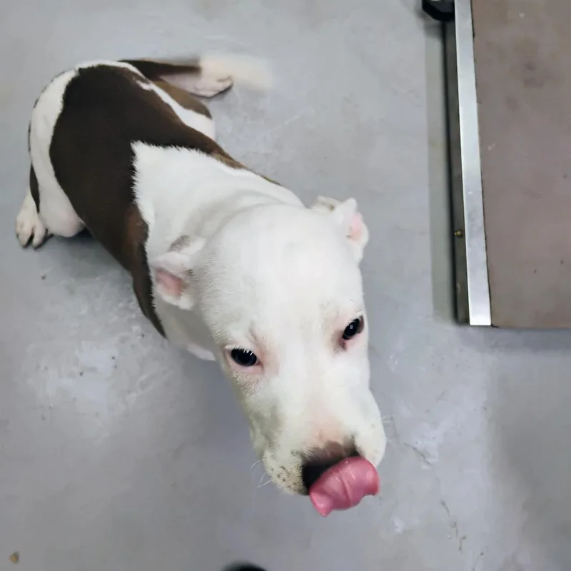 A baby small-sized male White / Cream Mixed Breed dog named Pretty Boy Floyd AKA for adoption in Duncan, OK