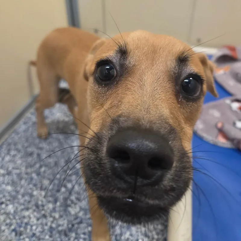 A young medium-sized male Mixed Breed dog named Uno for adoption in Binghamton, NY