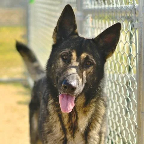 An adult large-sized male German Shepherd Dog dog named Drakeo for adoption in Camarillo, CA