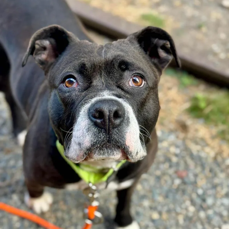 An adult medium-sized female Black English Bulldog dog named Freckles for adoption in Tacoma, WA