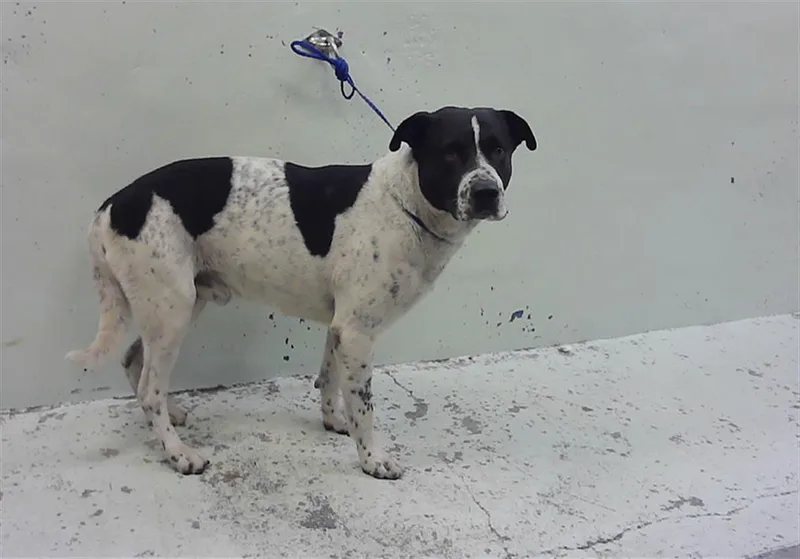 An adult large-sized male Staffordshire Bull Terrier dog named Greg for adoption in Houston, TX