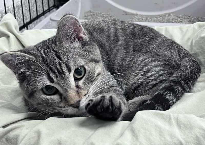 A baby medium-sized male Tabby (Brown / Chocolate) Domestic Short Hair cat named Sylvester for adoption in Youngstown, OH