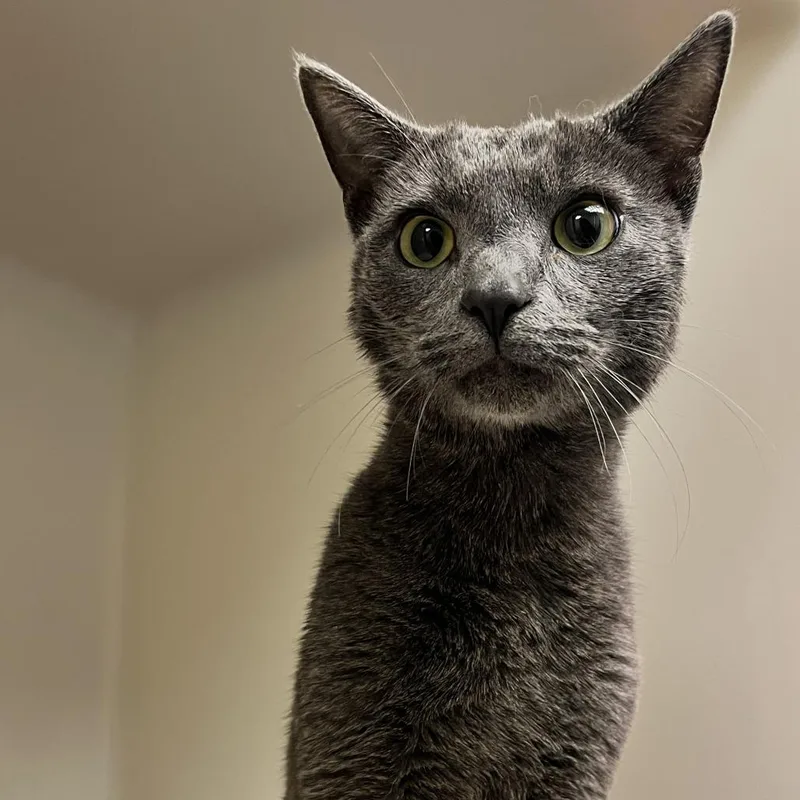 A young medium-sized male Gray / Blue / Silver Domestic Short Hair cat named 70860 for adoption in Harrisonburg, VA
