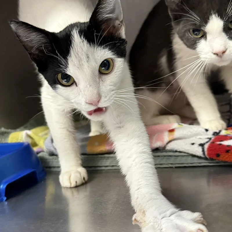 A baby medium-sized female Domestic Short Hair cat named Nova for adoption in Oakland, CA