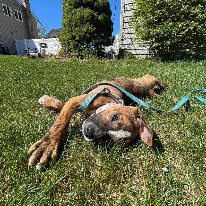 A baby medium-sized female Brindle Mixed Breed dog named Shirley Shrimp for adoption in Yaphank, NY