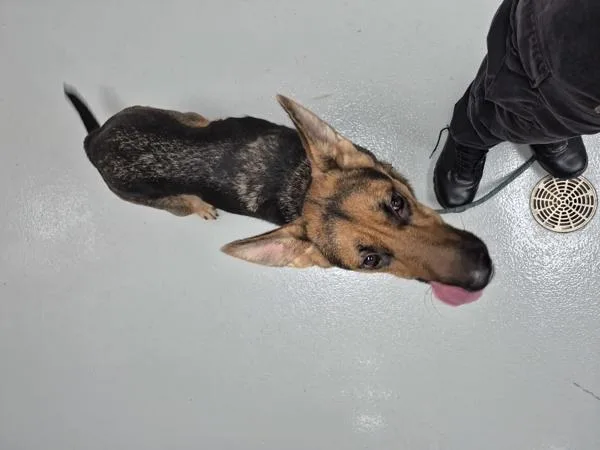 A young medium-sized female German Shepherd Dog dog named Ic Lila for adoption in Lawrenceville, GA