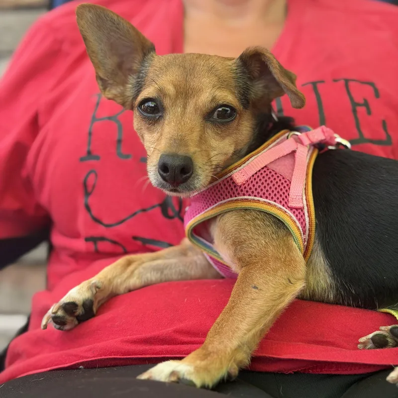 A young small-sized female Chihuahua dog named Willow for adoption in Palm Coast, FL