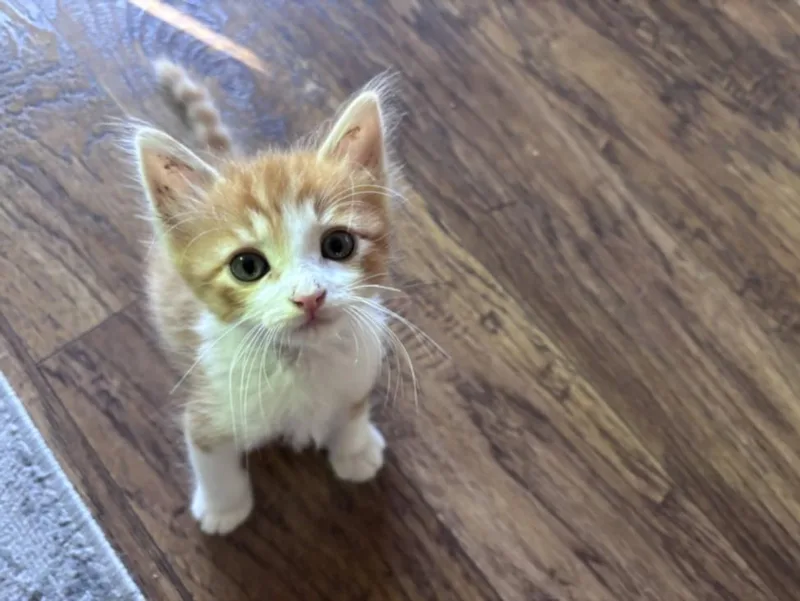 A baby small-sized male Domestic Short Hair cat named Dorito for adoption in Santa Cruz, CA