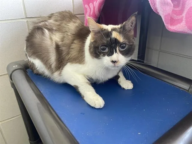 An adult medium-sized female Domestic Medium Hair cat named Angel for adoption in Auburn, CA