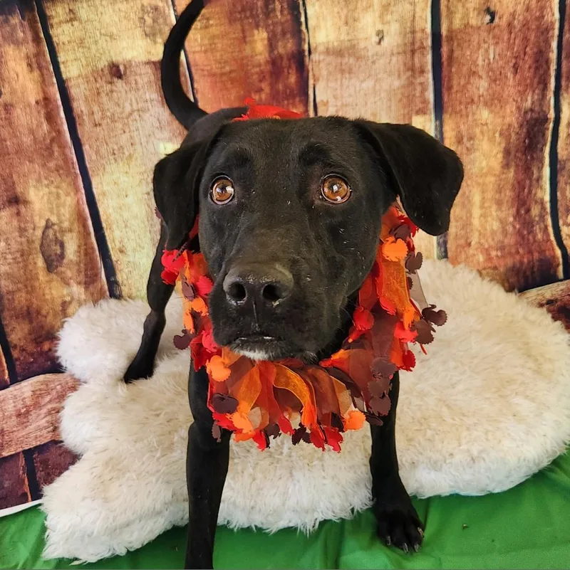 Gusher Jum thumbnail 4