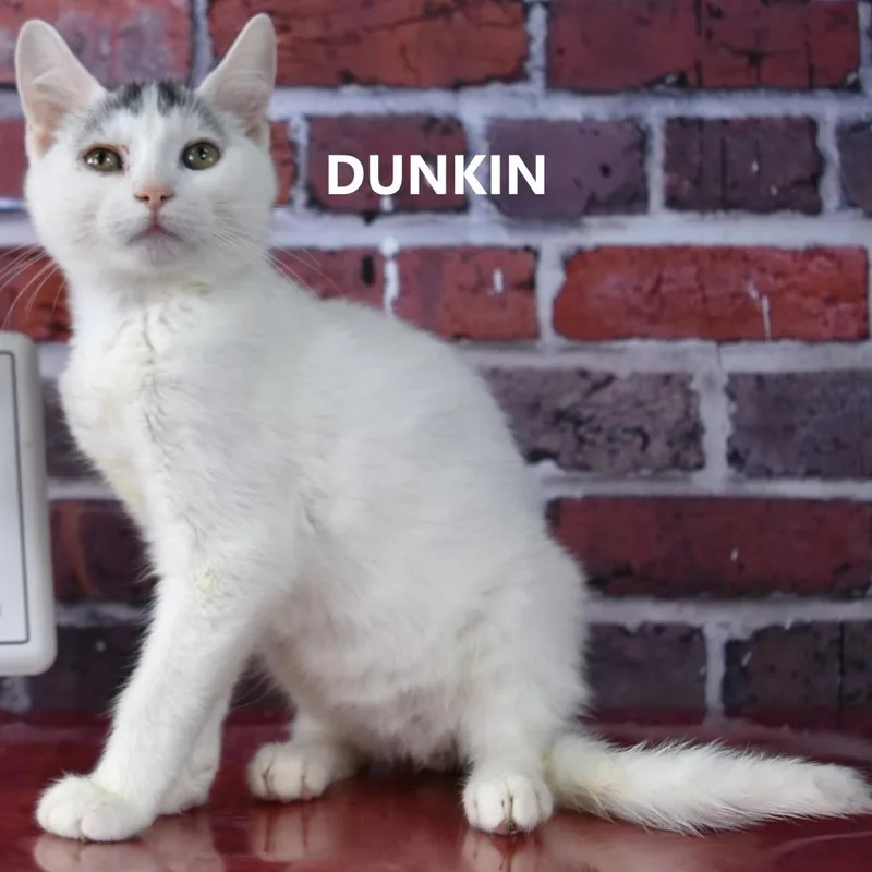 A young large-sized male Domestic Short Hair cat named Dunkin for adoption in Yuma, AZ
