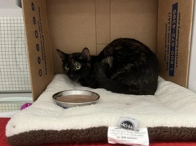 A young small-sized female Domestic Short Hair cat named Nightshade for adoption in Saint Paul, MN