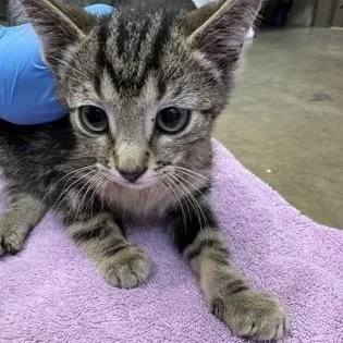 A baby medium-sized male Gray / Blue / Silver Domestic Short Hair cat named Guava at Petco for adoption in Rapid City, SD
