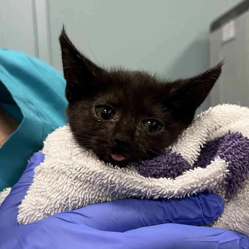 A baby small-sized female Gray / Blue / Silver Domestic Short Hair cat named Pine Needle for adoption in Greensboro, NC