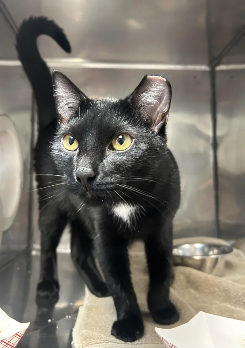 A baby medium-sized male Black Domestic Short Hair cat named Kipper for adoption in Lancaster, PA
