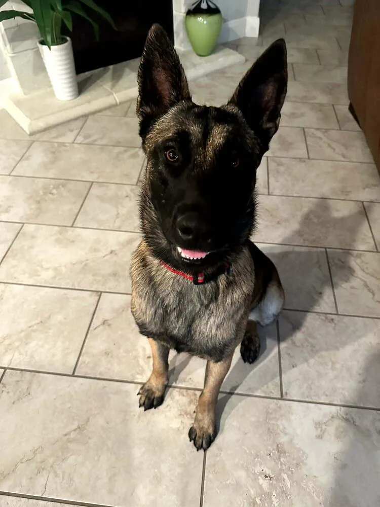 Chase  Located In thumbnail 3