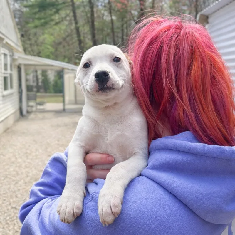 A baby small-sized male White / Cream Terrier dog named Baymax for adoption in Hopkinton, MA