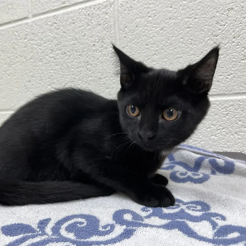 A baby small-sized male Black Domestic Short Hair cat named Sheldon for adoption in Lyndhurst, VA