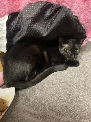 A baby small-sized female Domestic Short Hair cat named Lana for adoption in Roseville, CA