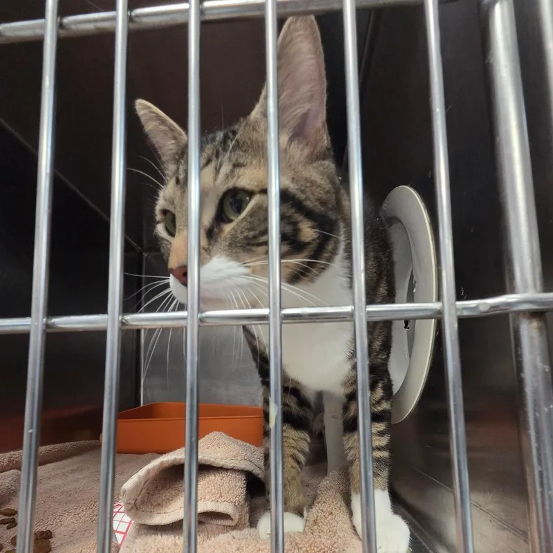 Tabbington thumbnail 2