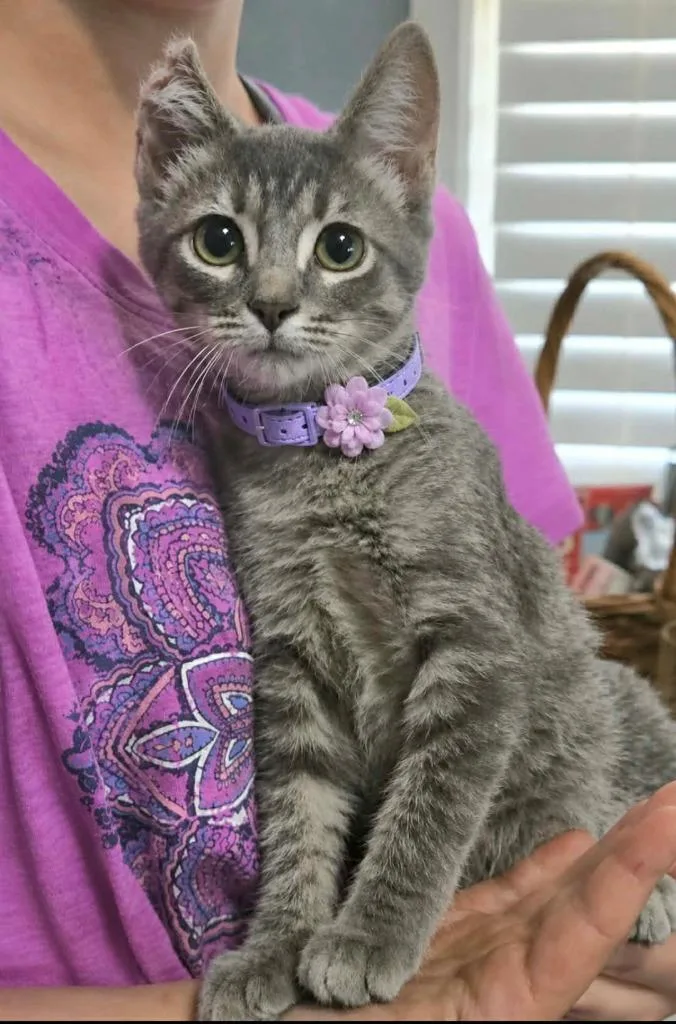 A baby small-sized female American Shorthair cat named Posie Rue for adoption in El Dorado, AR
