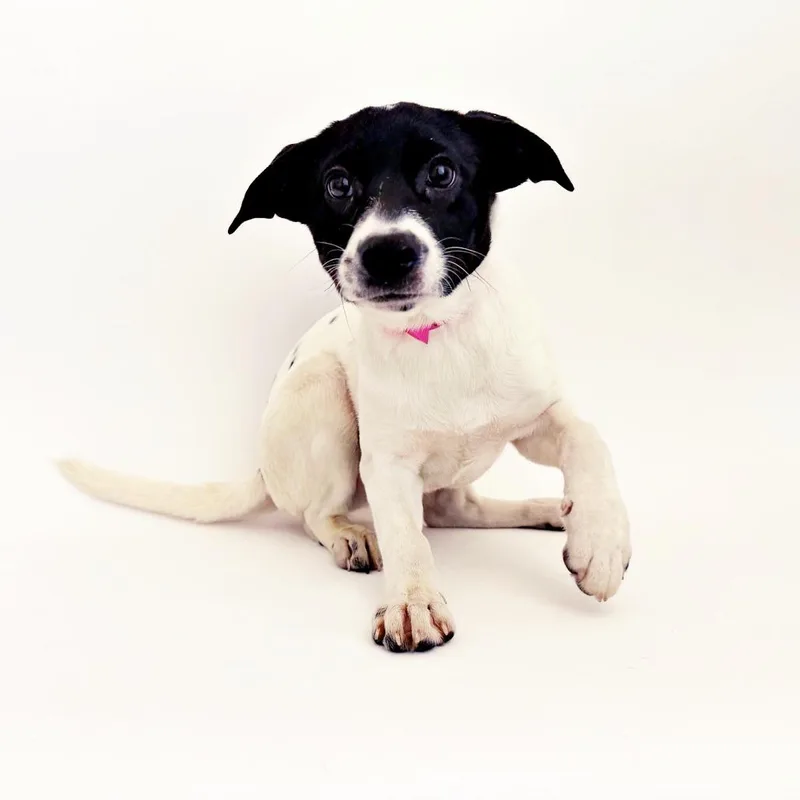 A baby small-sized female White / Cream Mixed Breed dog named Lil Bit for adoption in Saint Louis, MO
