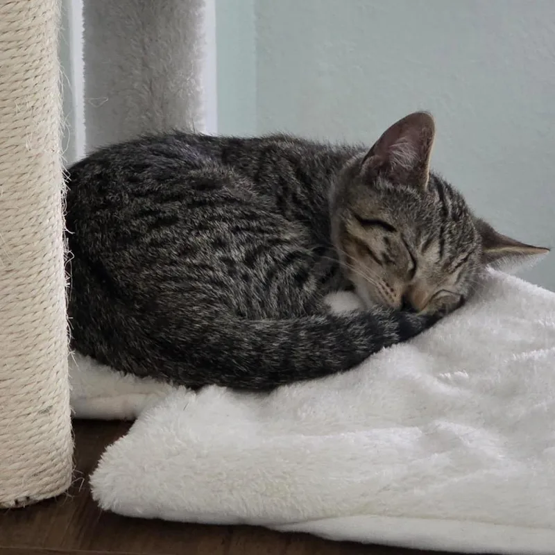 A baby small-sized male Brown / Chocolate Domestic Short Hair cat named Jackson for adoption in Lauderhill, FL
