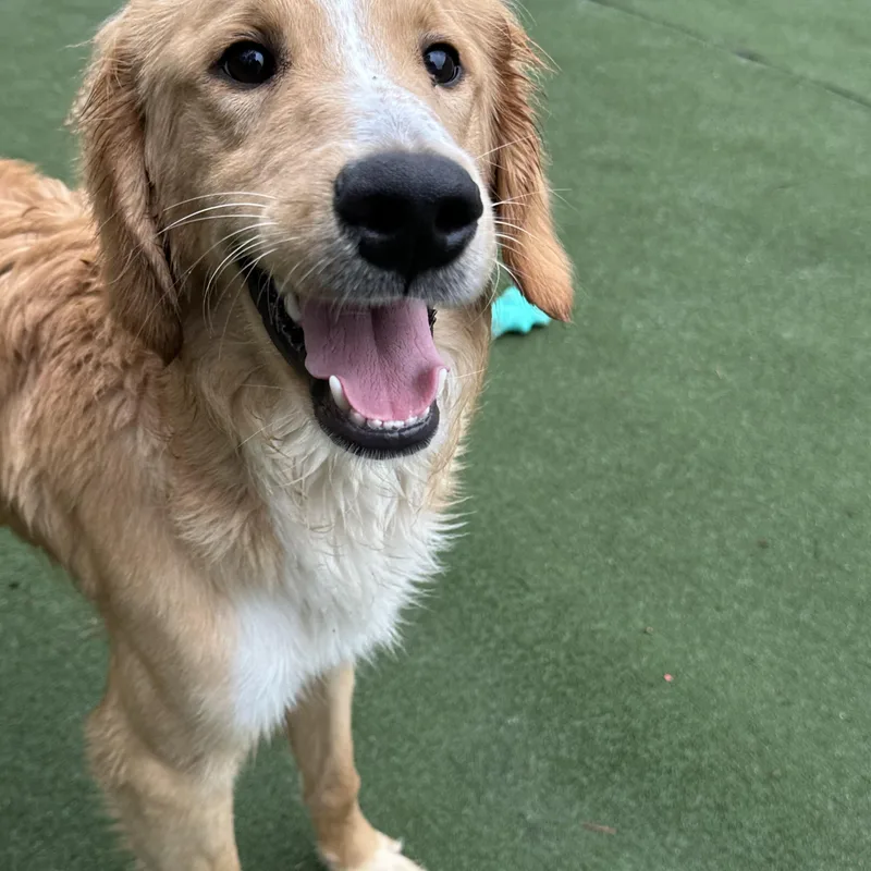 O’malley thumbnail 2